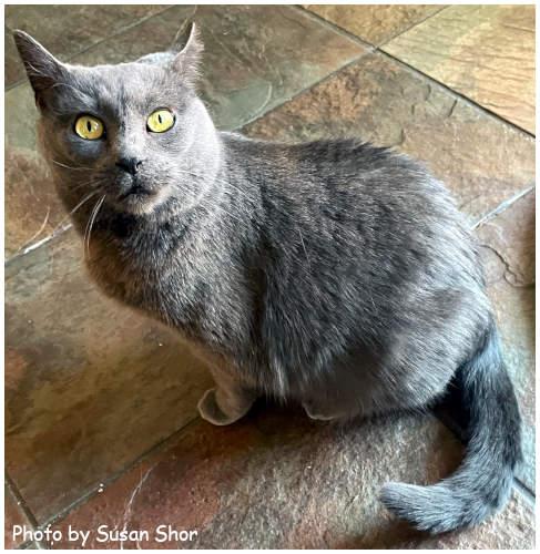 Anastasia, a Adopted Russian Blue in Oak Ridge, TN image 1/3