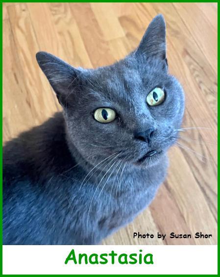 Anastasia, a Adopted Russian Blue in Oak Ridge, TN image 2/3