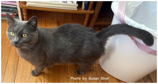 Anastasia, a Adopted Russian Blue in Oak Ridge, TN image 3/3