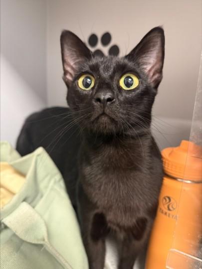 SNOW WHITE, Adoptable, Young Female Oriental Short Hair & Domestic Short Hair.