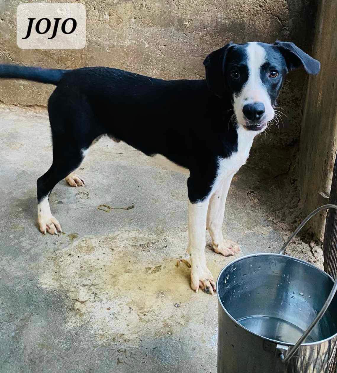 JOJO, an adoptable mixed breed in Villalba, PR image 4/5