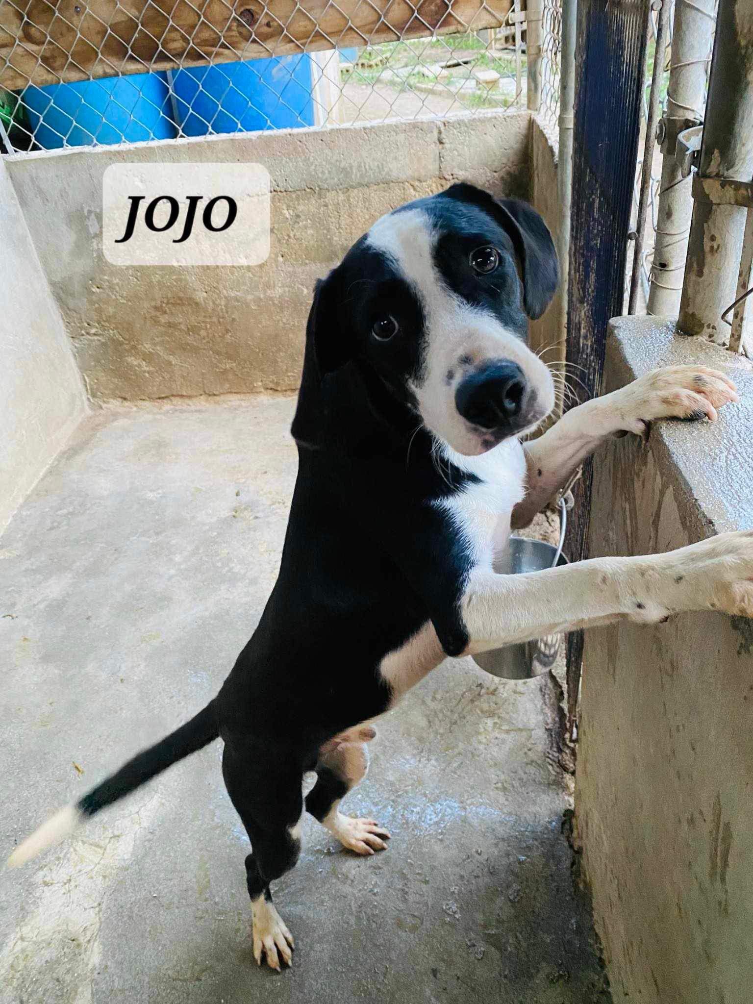 JOJO, an adoptable mixed breed in Villalba, PR image 3/5