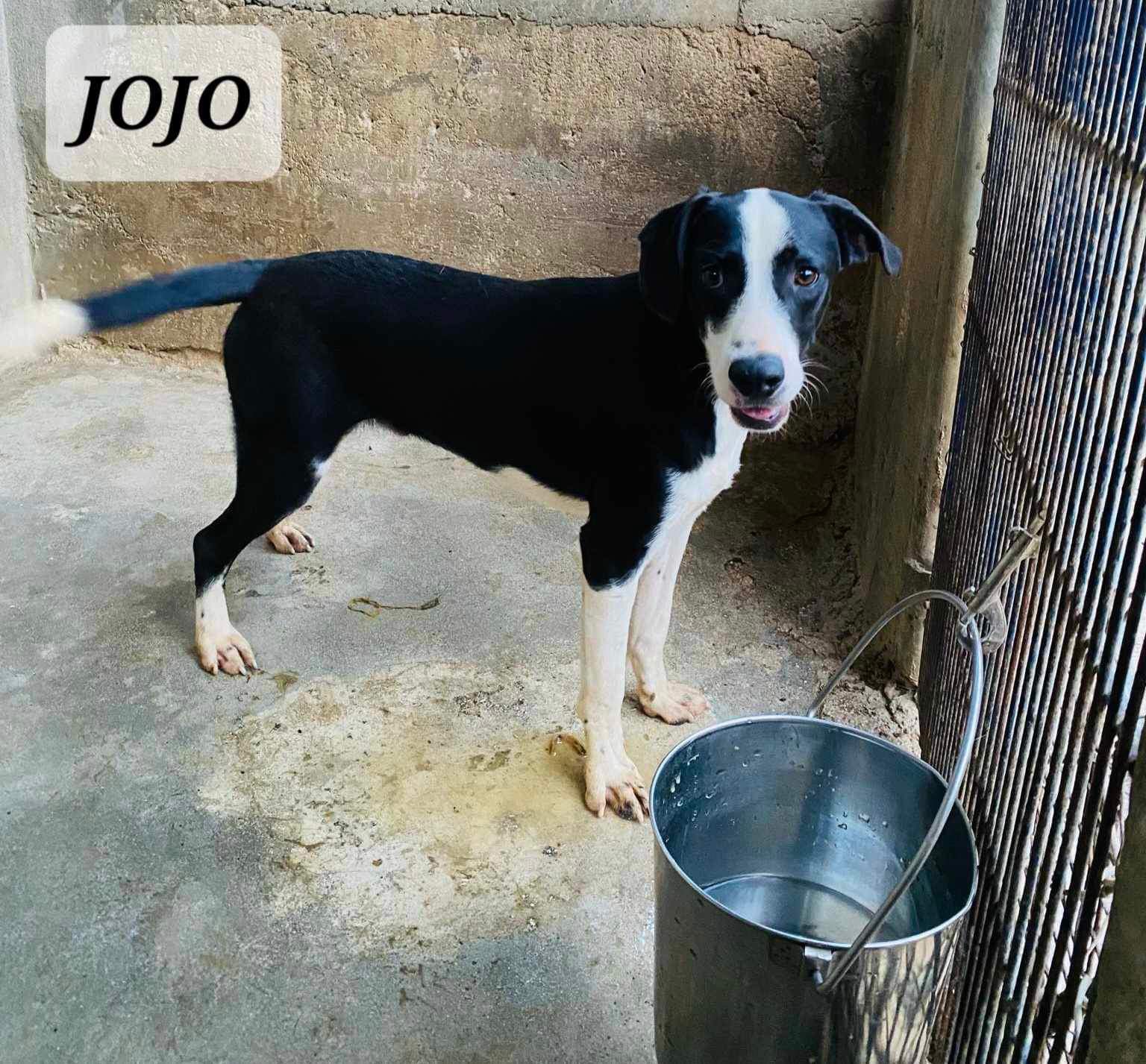 JOJO, an adoptable mixed breed in Villalba, PR image 2/5