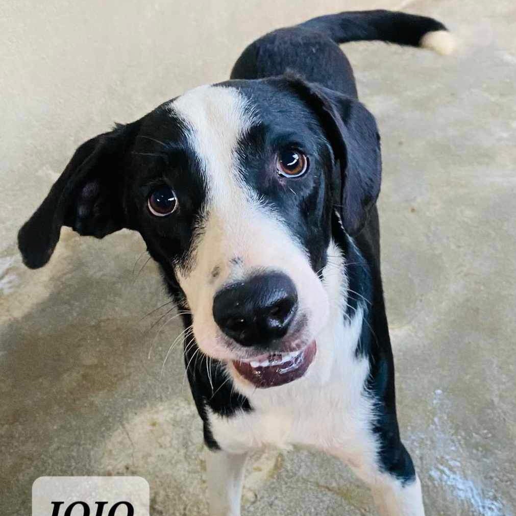 JOJO, adoptable, Adult Male Labrador Retriever & Hound.
