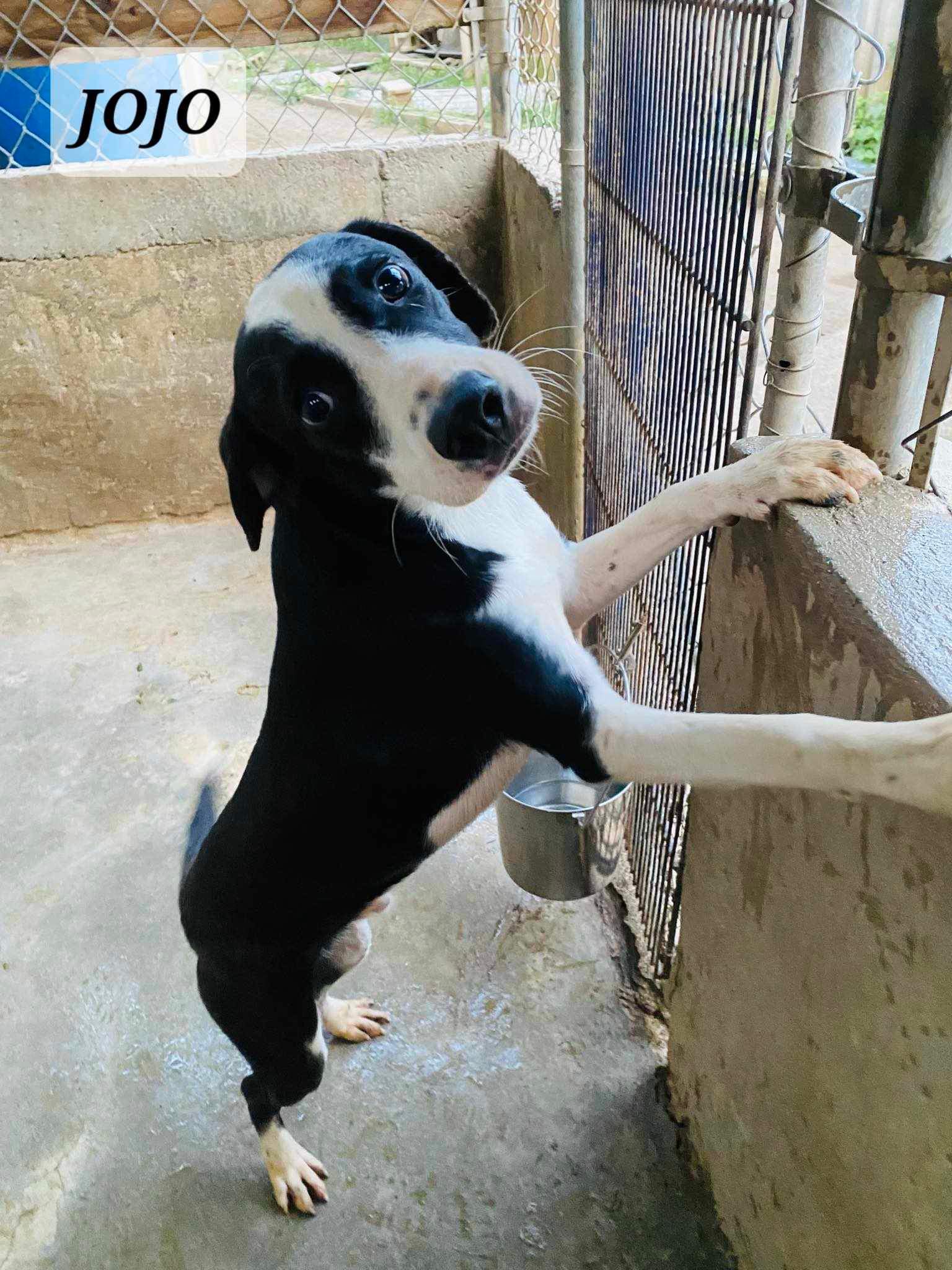JOJO, an adoptable mixed breed in Villalba, PR image 5/5