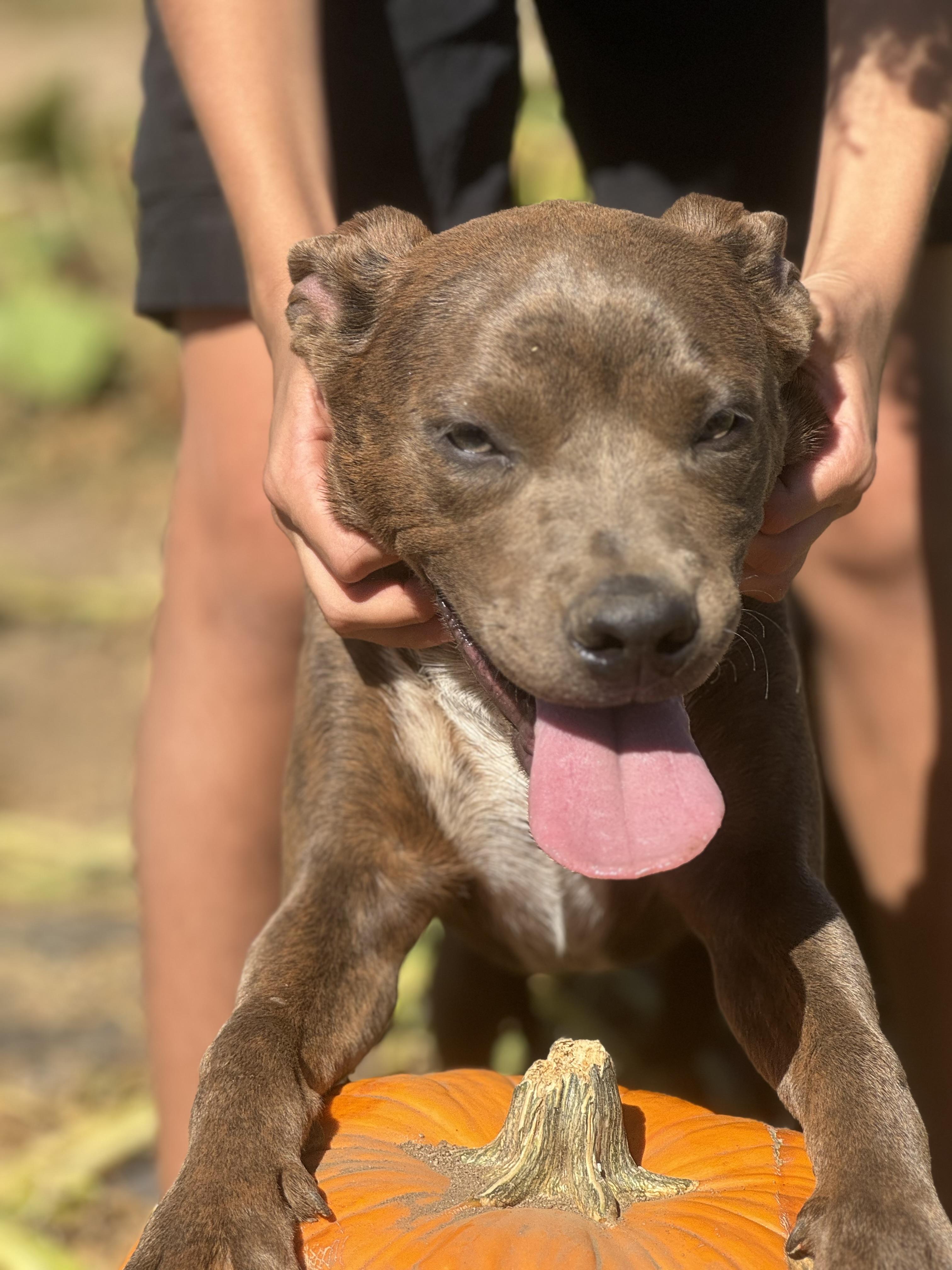Rocky, Adopted, Young Male Pit Bull Terrier.