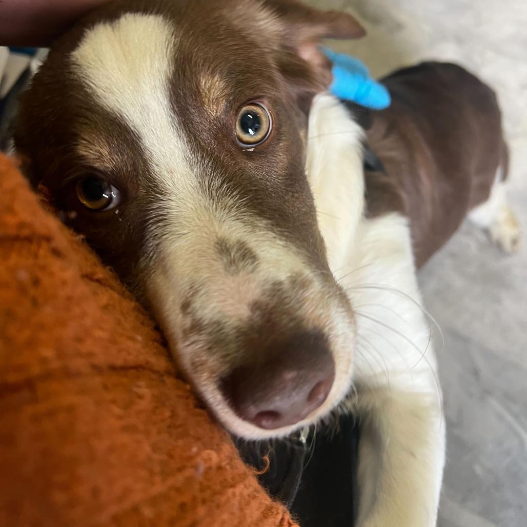 Enlarge Cheeks, a Adoptable mixed breed in Oak Hill, WV image 1/1