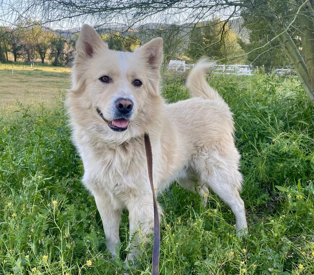 Polo, Adoptable, Young Male Shepherd.