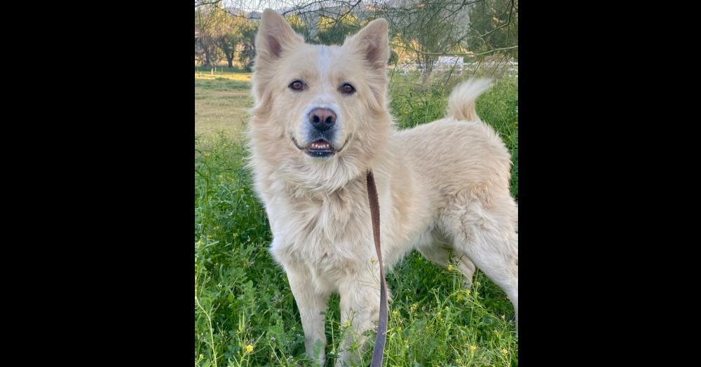 Enlarge Polo, a Adoptable Shepherd in Acton, CA image 2/4