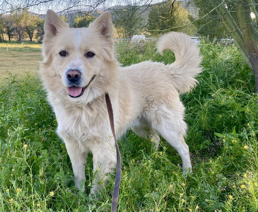 Enlarge Polo, a Adoptable Shepherd in Acton, CA image 3/4