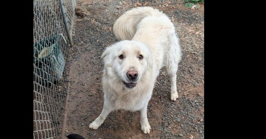 Enlarge Polo, a Adoptable Shepherd in Acton, CA image 4/4