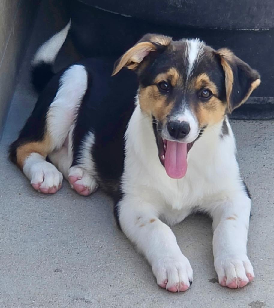 Enlarge Rubicon, a Adoptable mixed breed in Fort Lupton, CO image 1/2