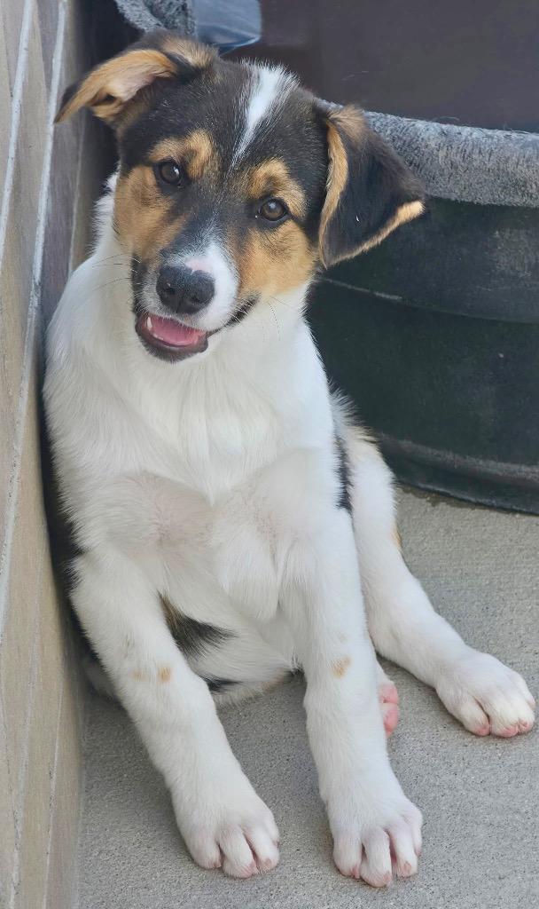 Enlarge Rubicon, a Adoptable mixed breed in Fort Lupton, CO image 2/2