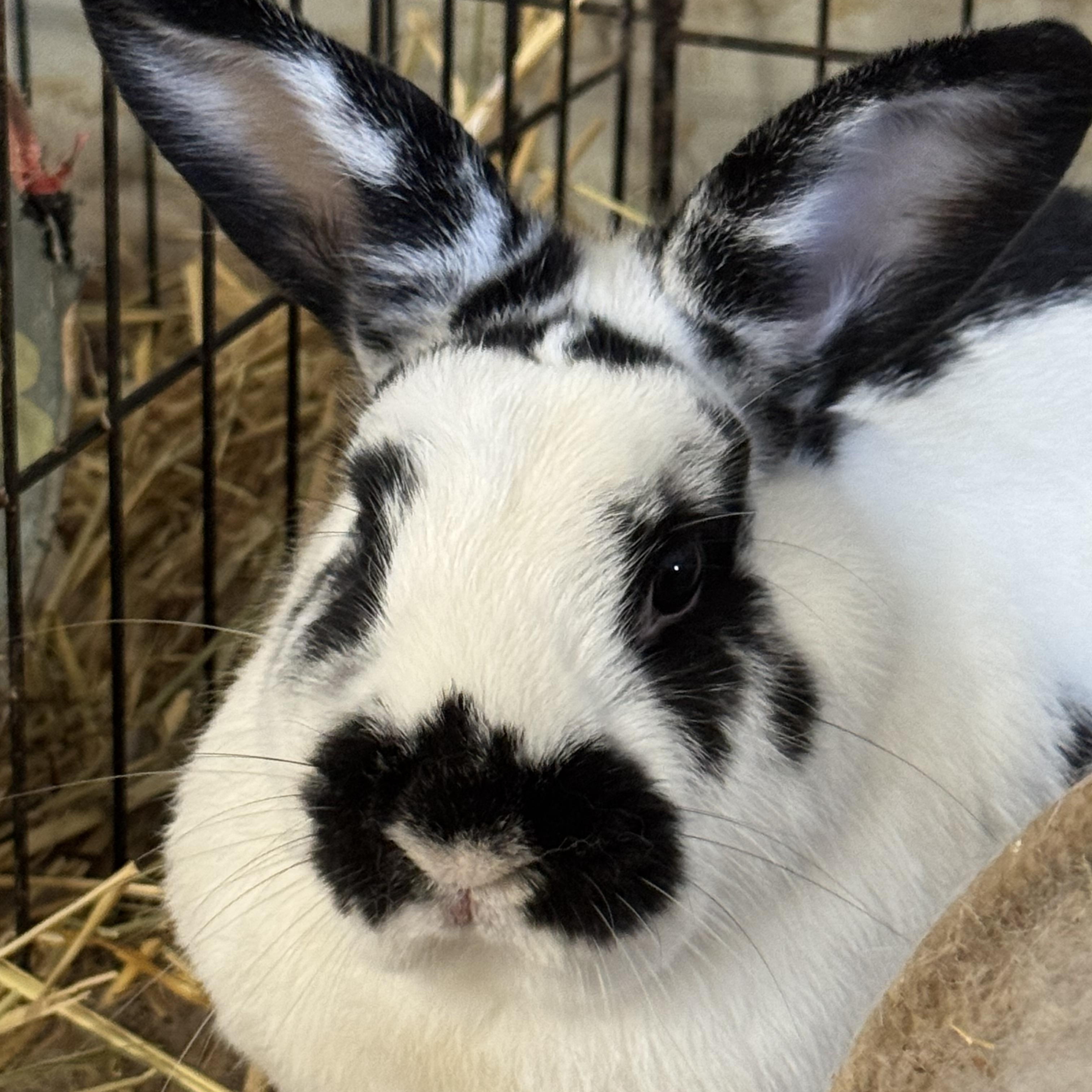 Oreo & Cookies, a ADOPTABLE mixed breed in Bishopville, SC image 2/5