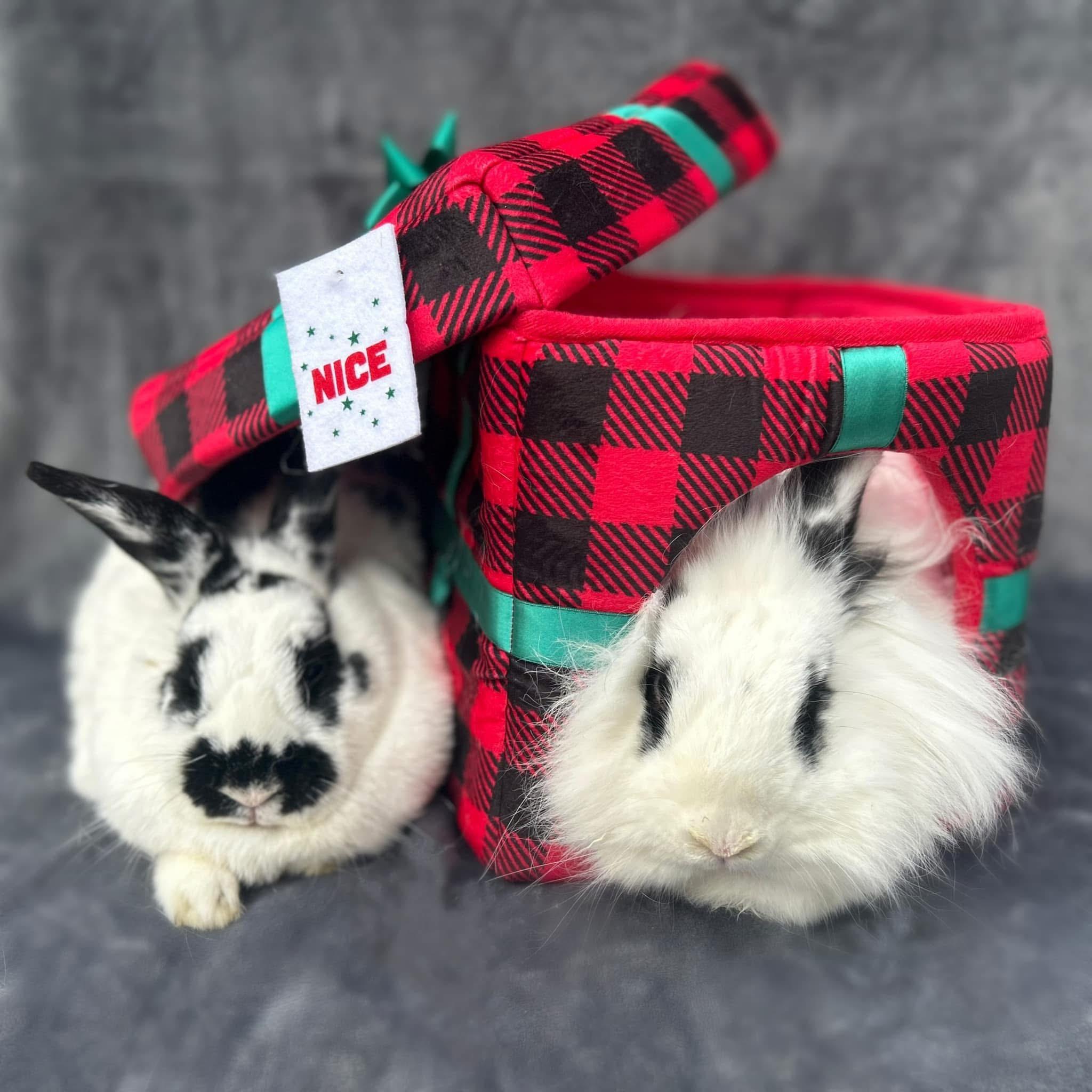 Oreo & Cookies, a ADOPTABLE mixed breed in Bishopville, SC image 5/5