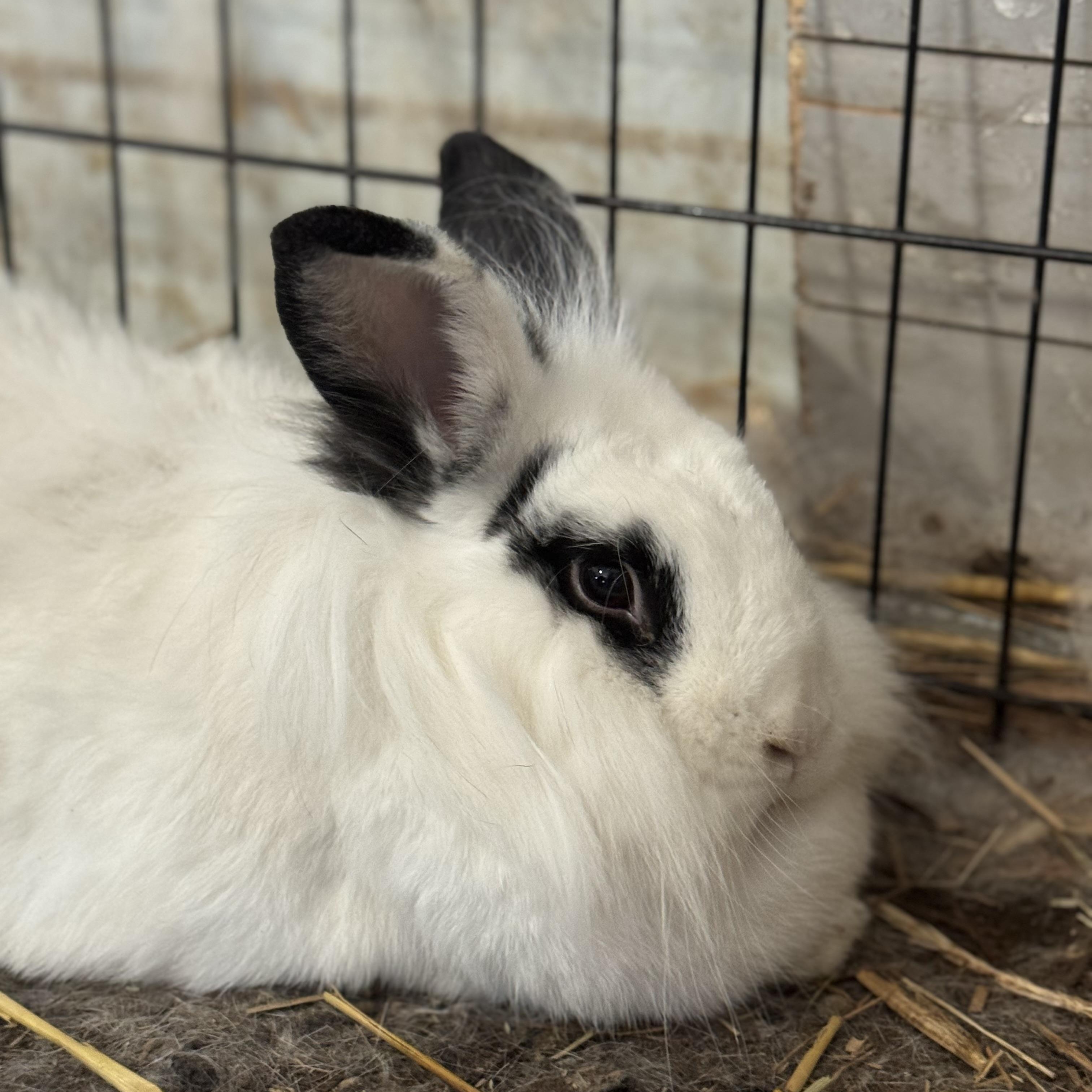 Oreo & Cookies, a ADOPTABLE mixed breed in Bishopville, SC image 3/5