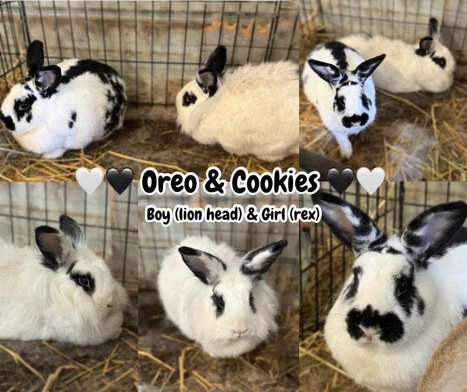 Oreo & Cookies, ADOPTABLE, Adult Male Lionhead.