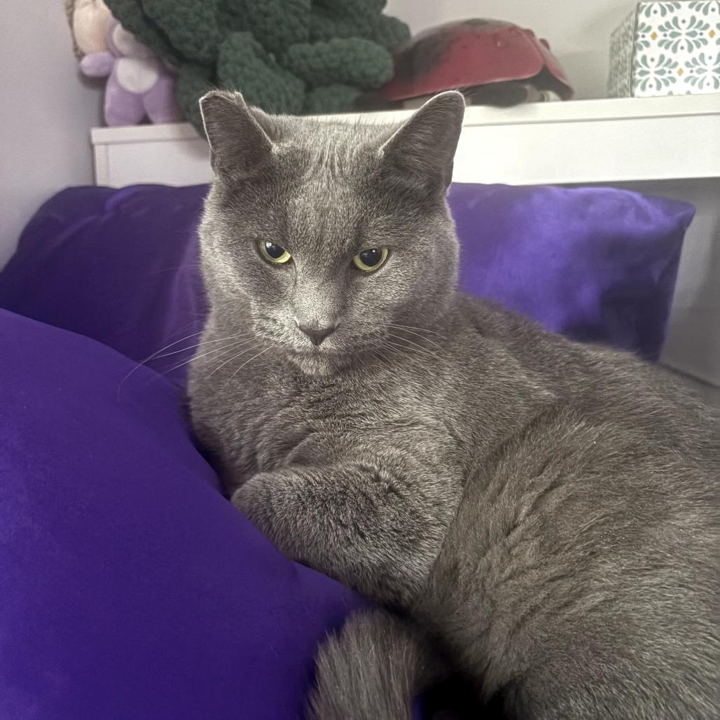 Enlarge Apollo, a Adoptable Domestic Short Hair in Monroe, MI image 2/3