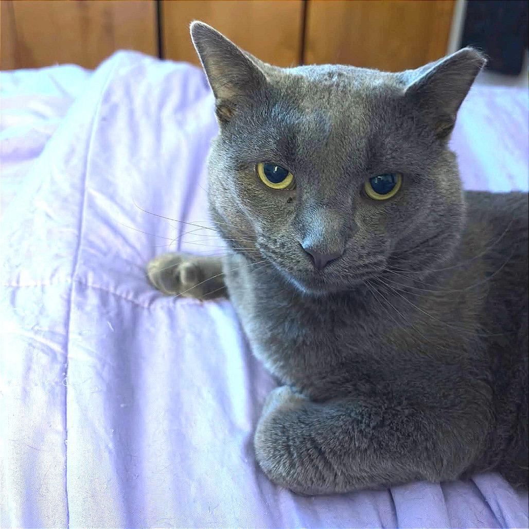 Enlarge Apollo, a Adoptable Domestic Short Hair in Monroe, MI image 3/3