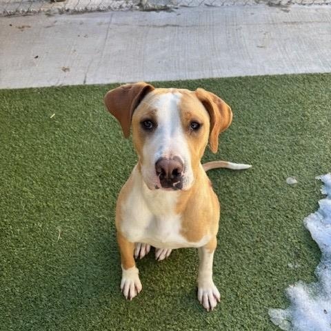 Sunny , ADOPTABLE, Adult Male Pit Bull Terrier & Labrador Retriever.