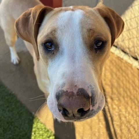 Sunny , a ADOPTABLE mixed breed in Fayetteville, AR image 3/5