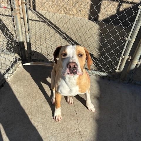 Sunny , a ADOPTABLE mixed breed in Fayetteville, AR image 4/5