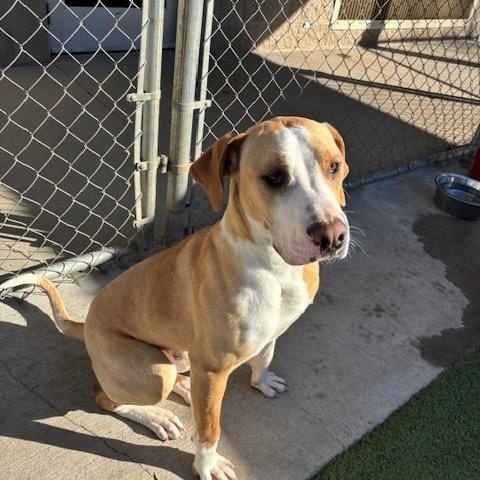 Sunny , a ADOPTABLE mixed breed in Fayetteville, AR image 5/5