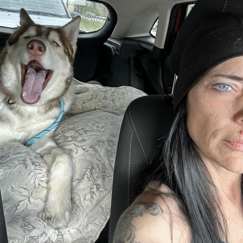 Rusty, Adoptable, Adult Male Husky.