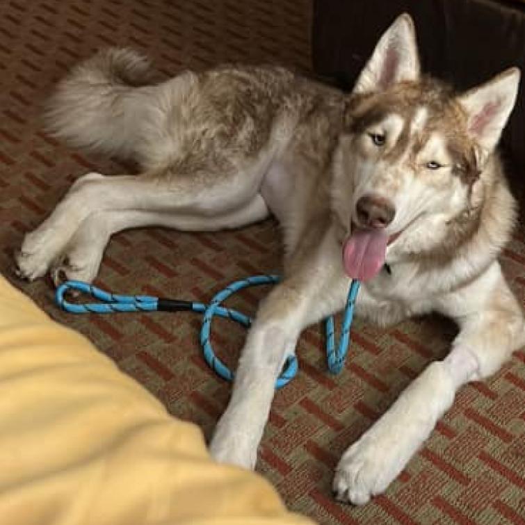 Enlarge Rusty, a Adoptable Husky in Eufaula, OK image 2/6