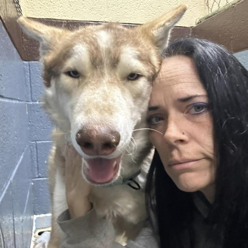 Enlarge Rusty, a Adoptable Husky in Eufaula, OK image 3/6