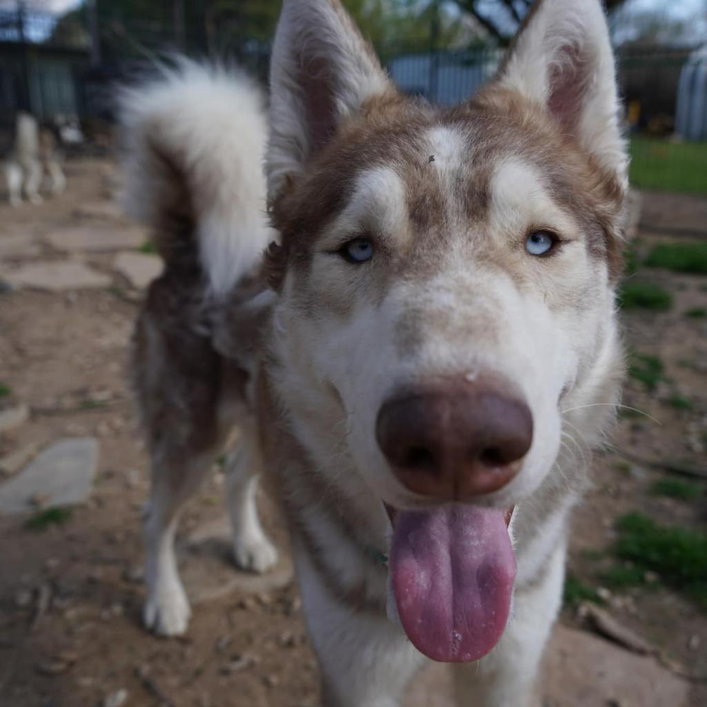 Enlarge Rusty, a Adoptable Husky in Eufaula, OK image 6/6