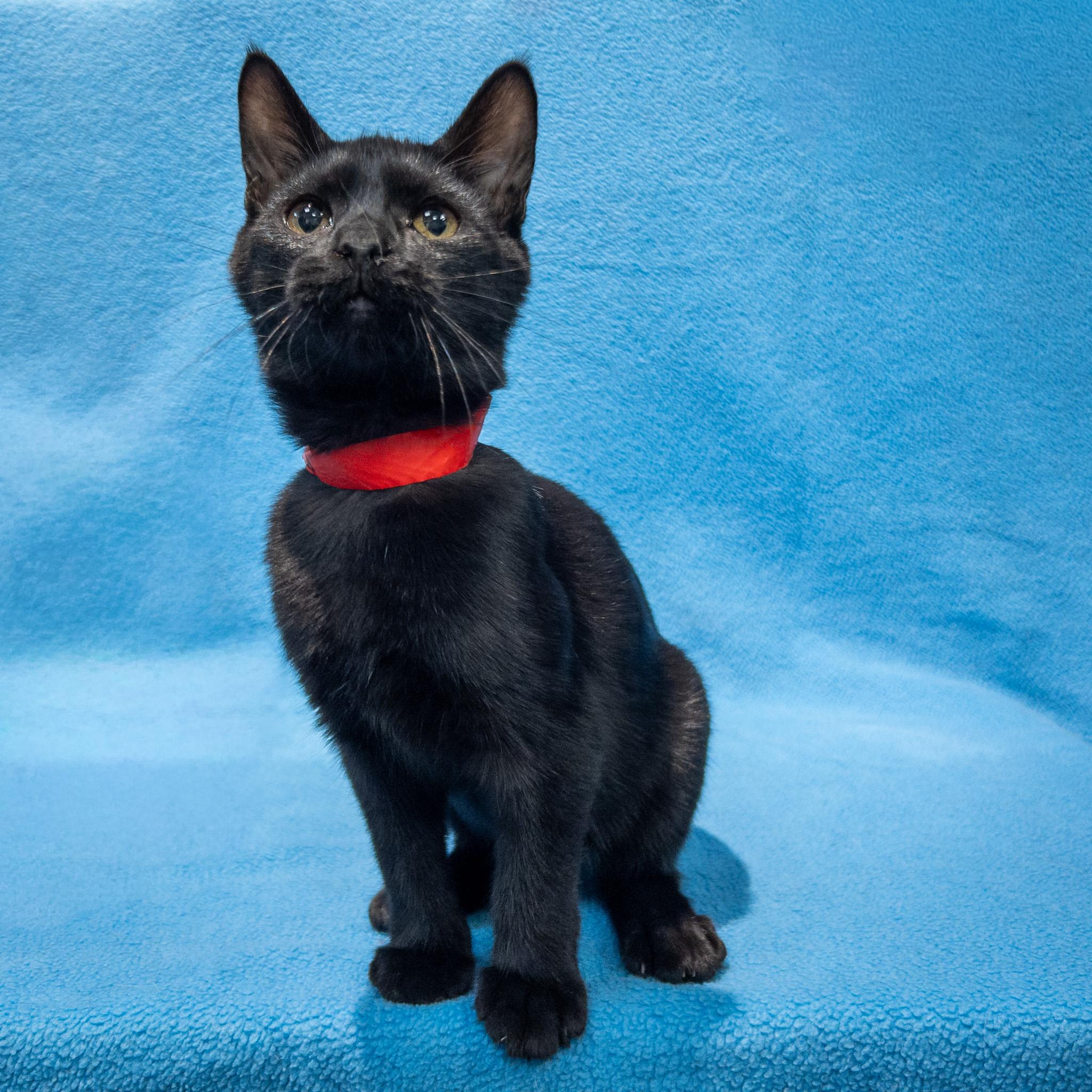Blackbob, Adoptable, Kitten Male Domestic Short Hair.