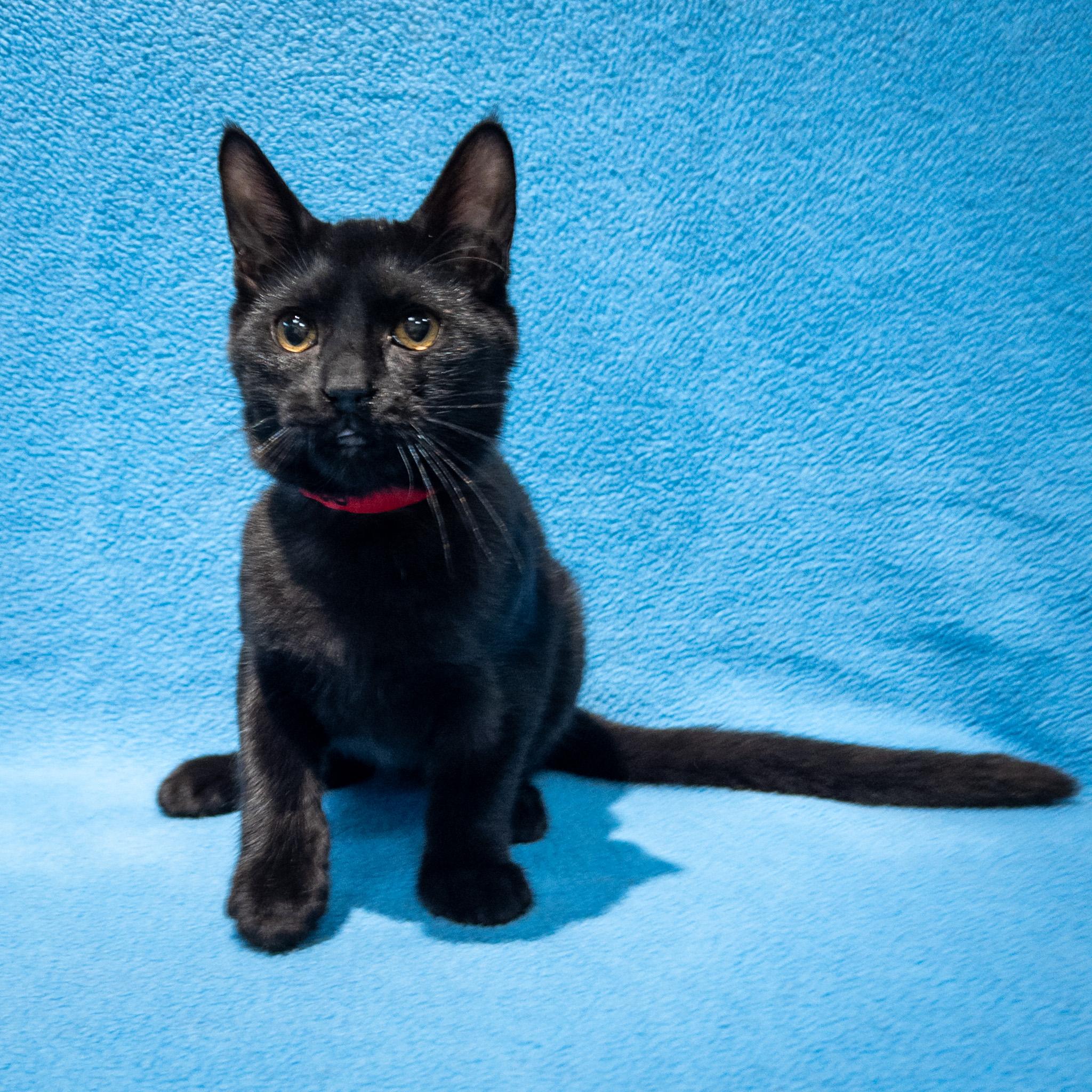 Blackbob, a Adoptable mixed breed in Overland Park, KS image 2/2