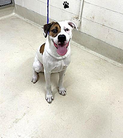 Enlarge Bernadette-#49323, a Adoptable mixed breed in Columbia, MD image 2/3