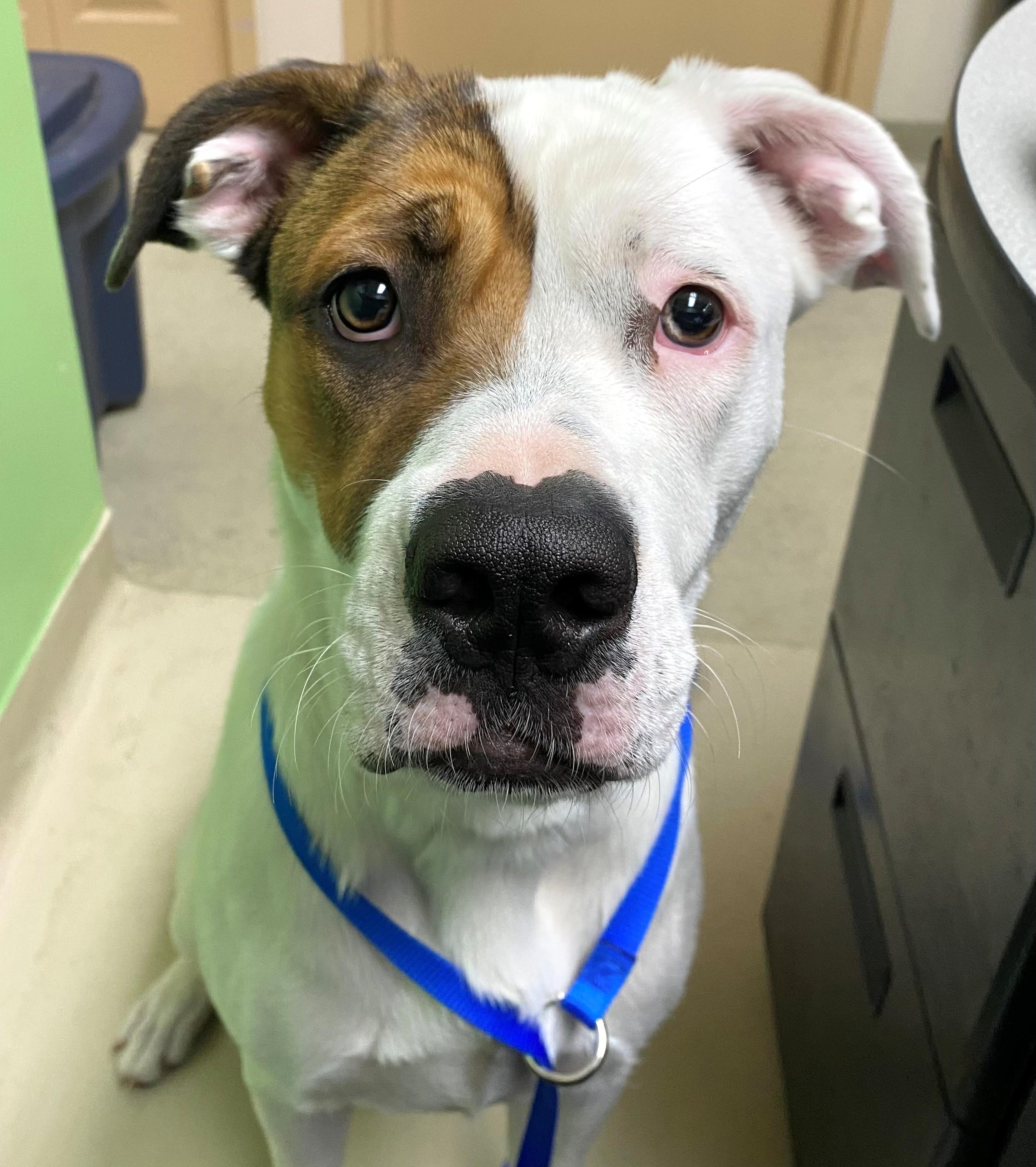 Bernadette-#49323, Adoptable, Young Female Saint Bernard.