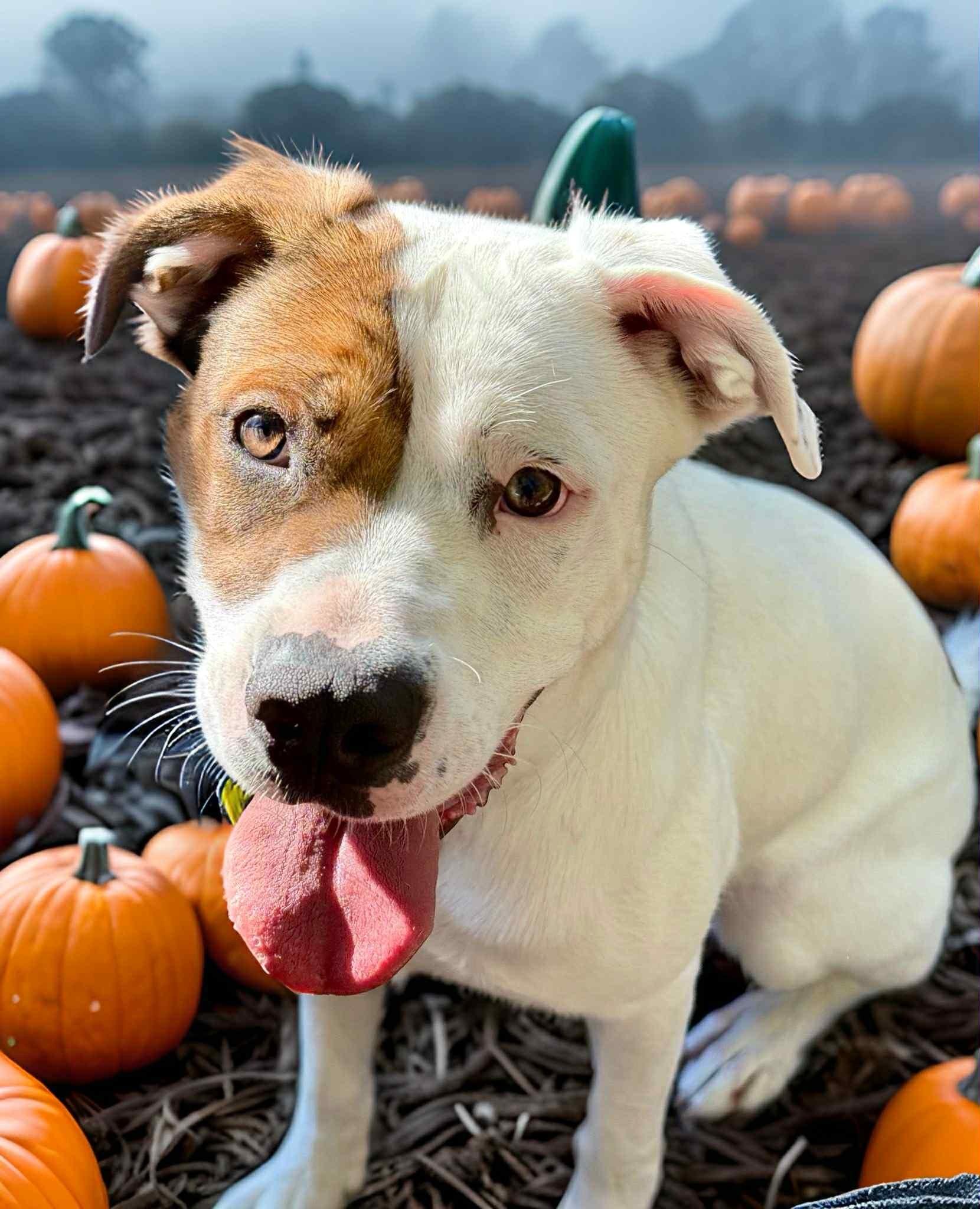 Enlarge Bernadette-#49323, a Adoptable mixed breed in Columbia, MD image 3/3
