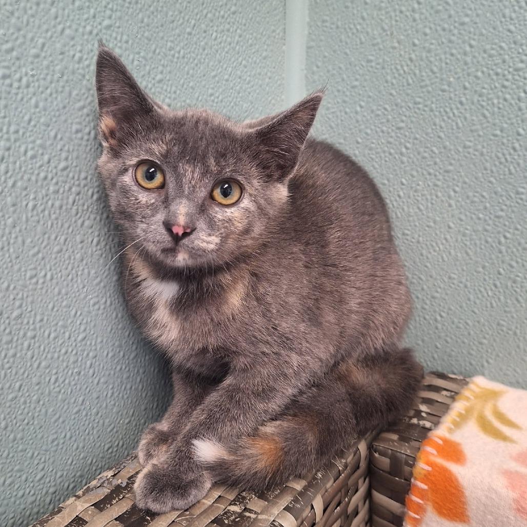 Plum, Adoptable, Kitten Female Domestic Short Hair.