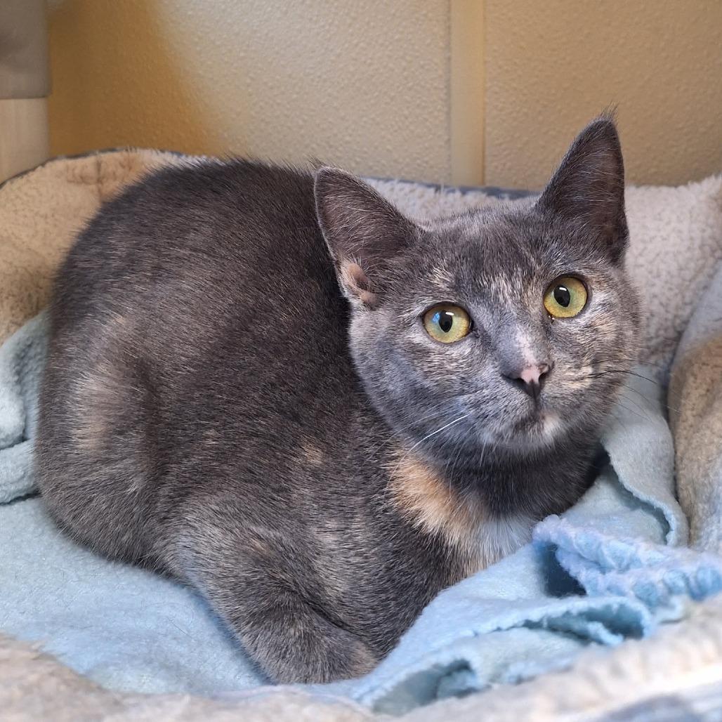 Enlarge Plum, a Adoptable Domestic Short Hair in Attica, NY image 2/2