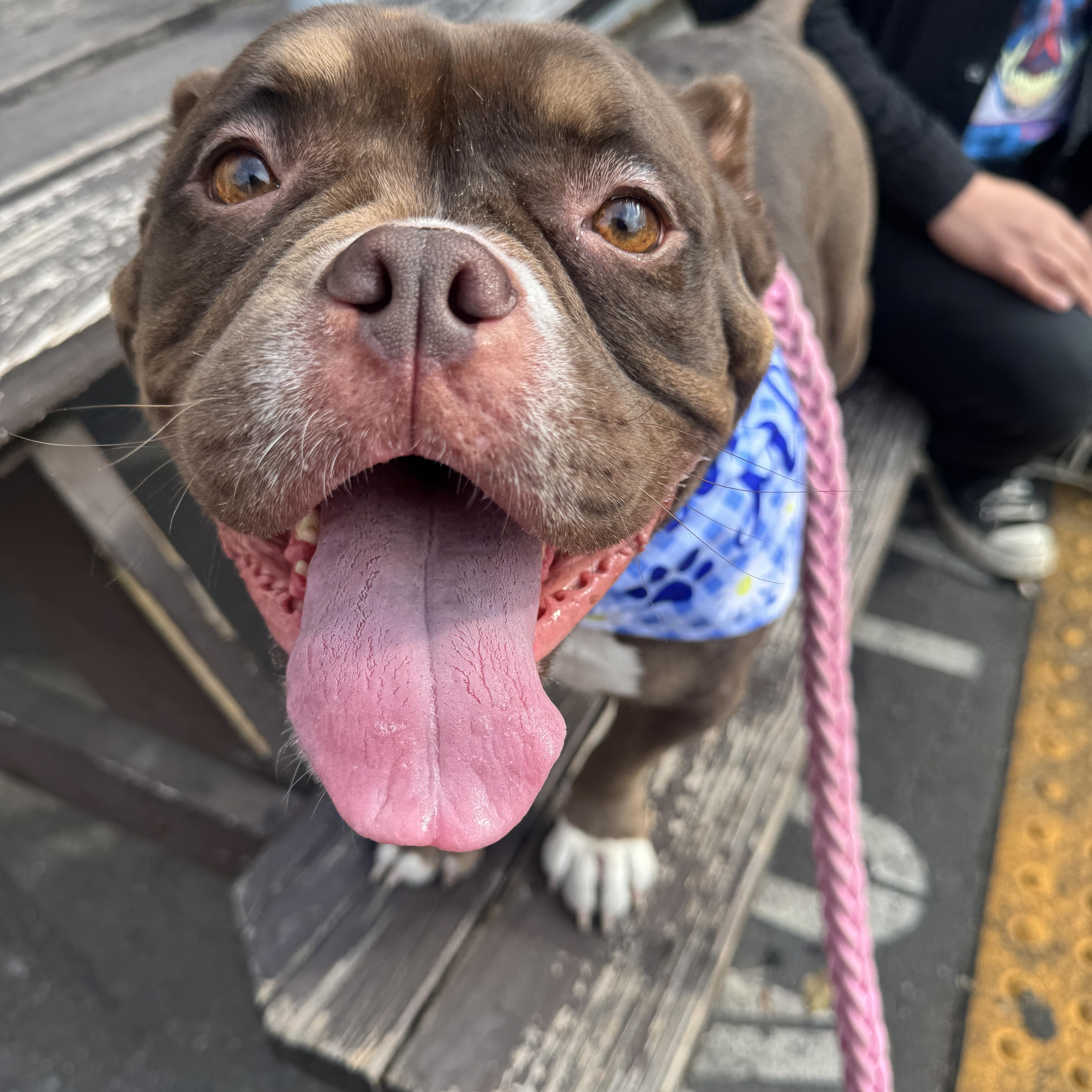 Enlarge Princess, a Adoptable mixed breed in Whittier, CA image 1/1