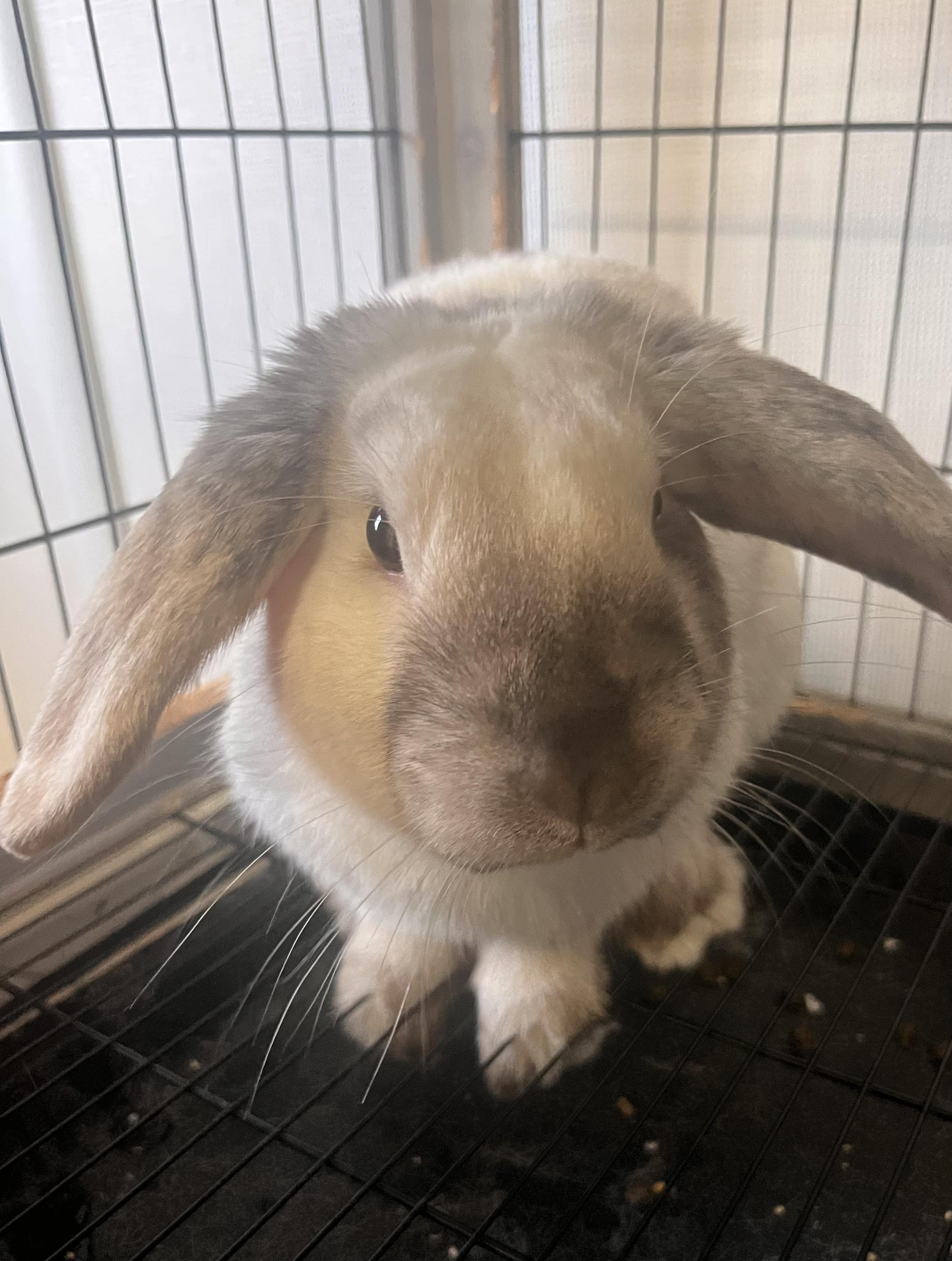 Enlarge Howie, a ADOPTABLE Bunny Rabbit in Grass Valley, CA image 3/6