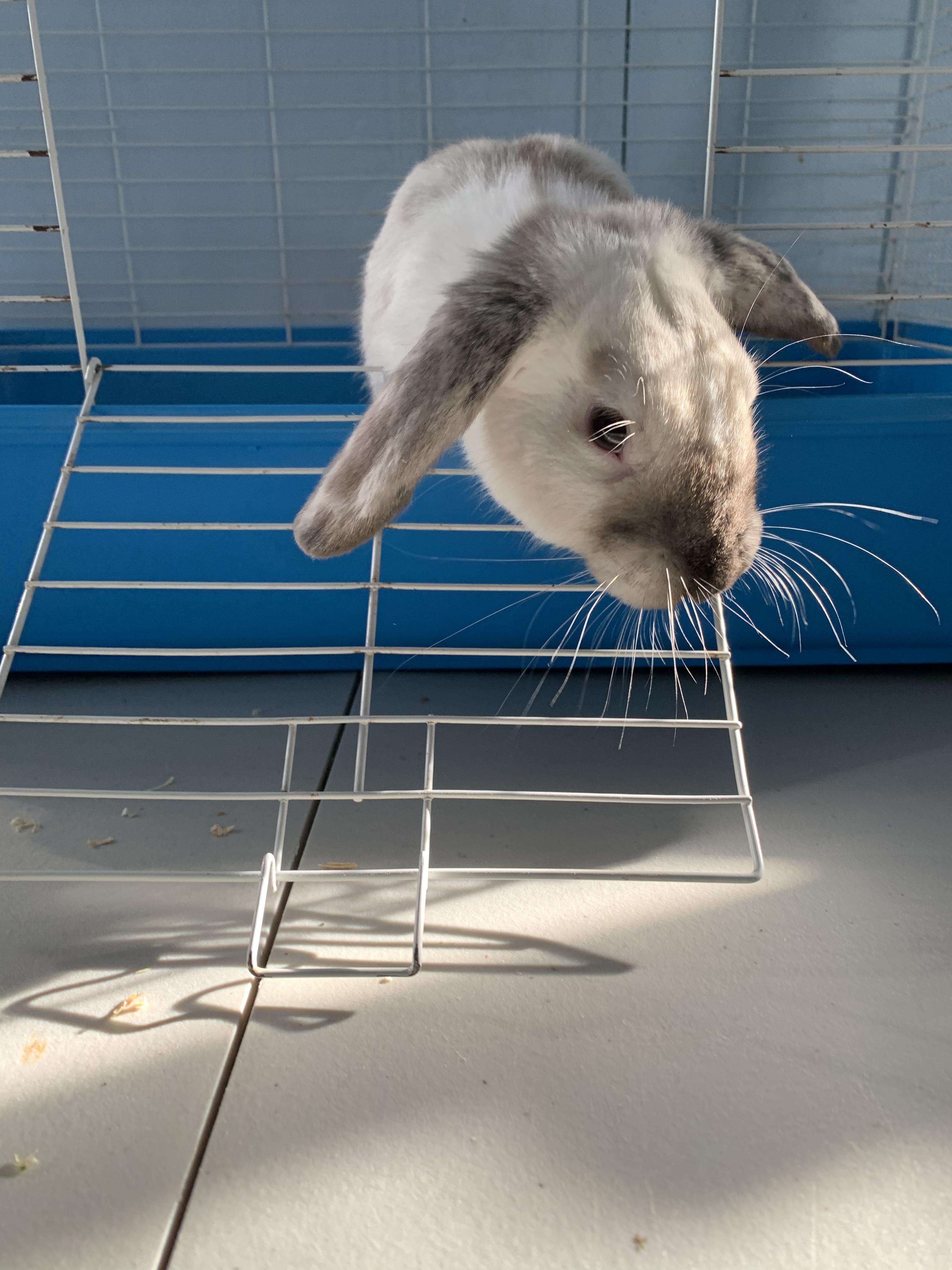 Enlarge Howie, a ADOPTABLE Bunny Rabbit in Grass Valley, CA image 5/6