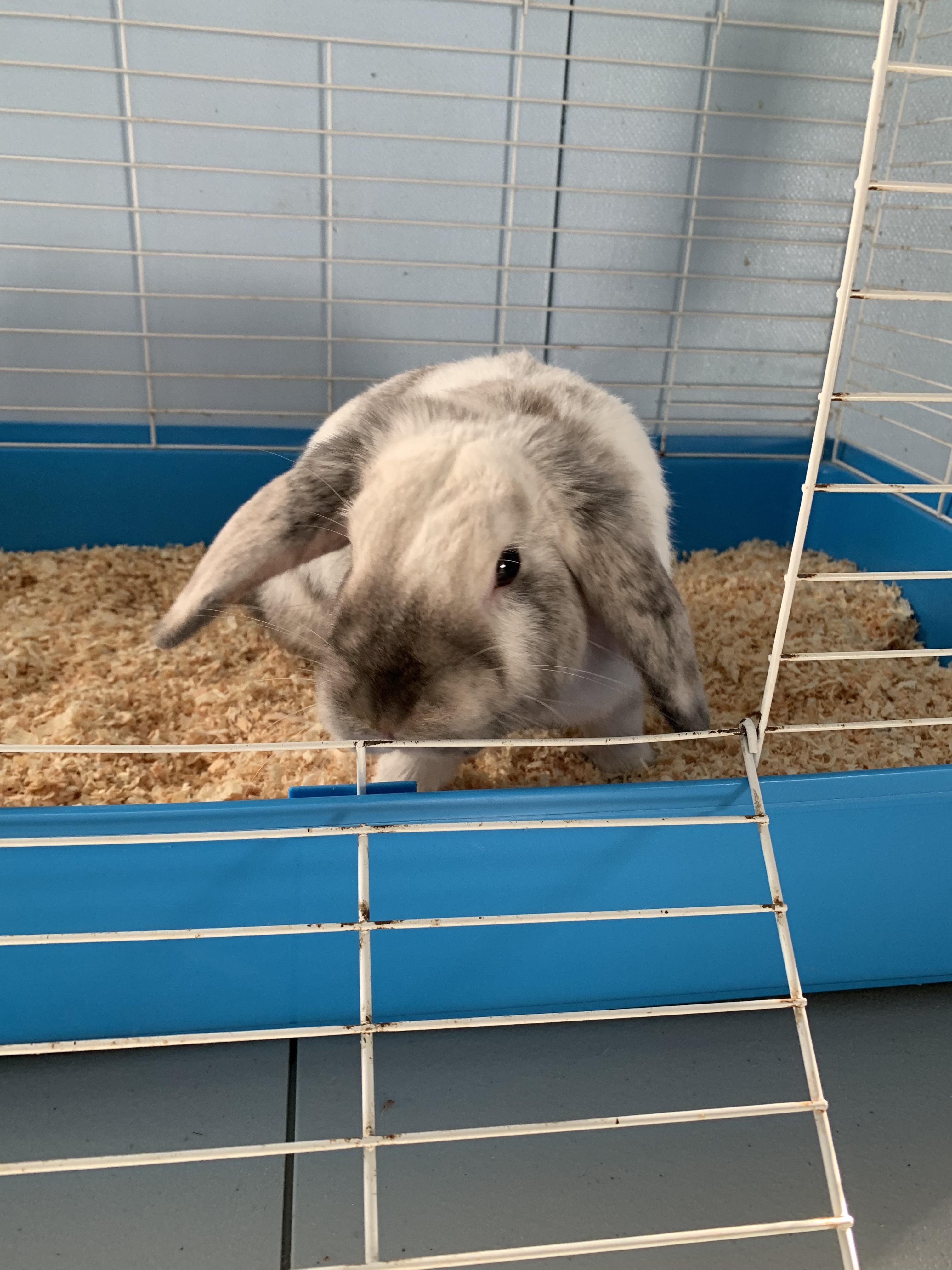 Enlarge Howie, a ADOPTABLE Bunny Rabbit in Grass Valley, CA image 6/6