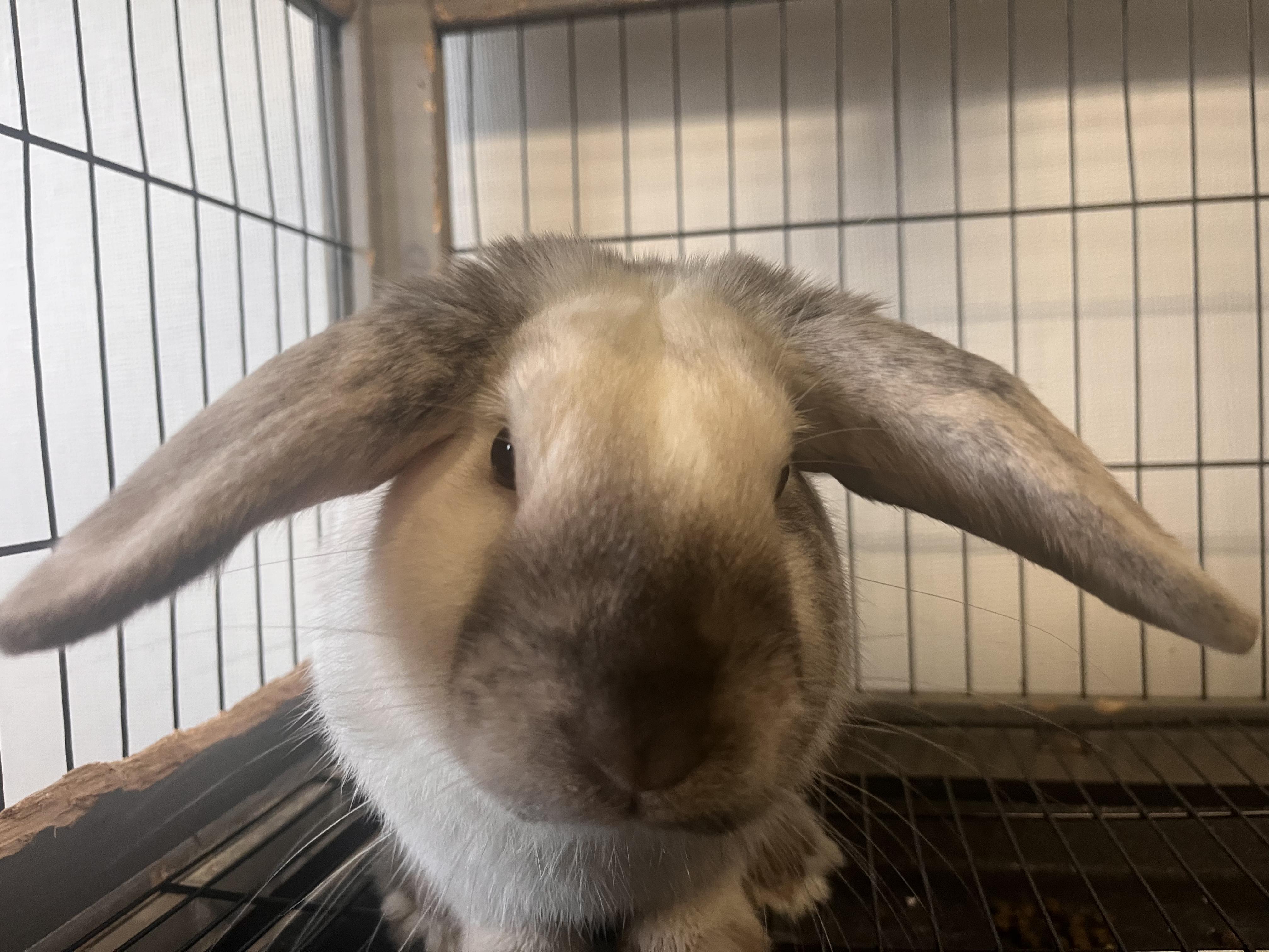 Enlarge Howie, a ADOPTABLE Bunny Rabbit in Grass Valley, CA image 2/6