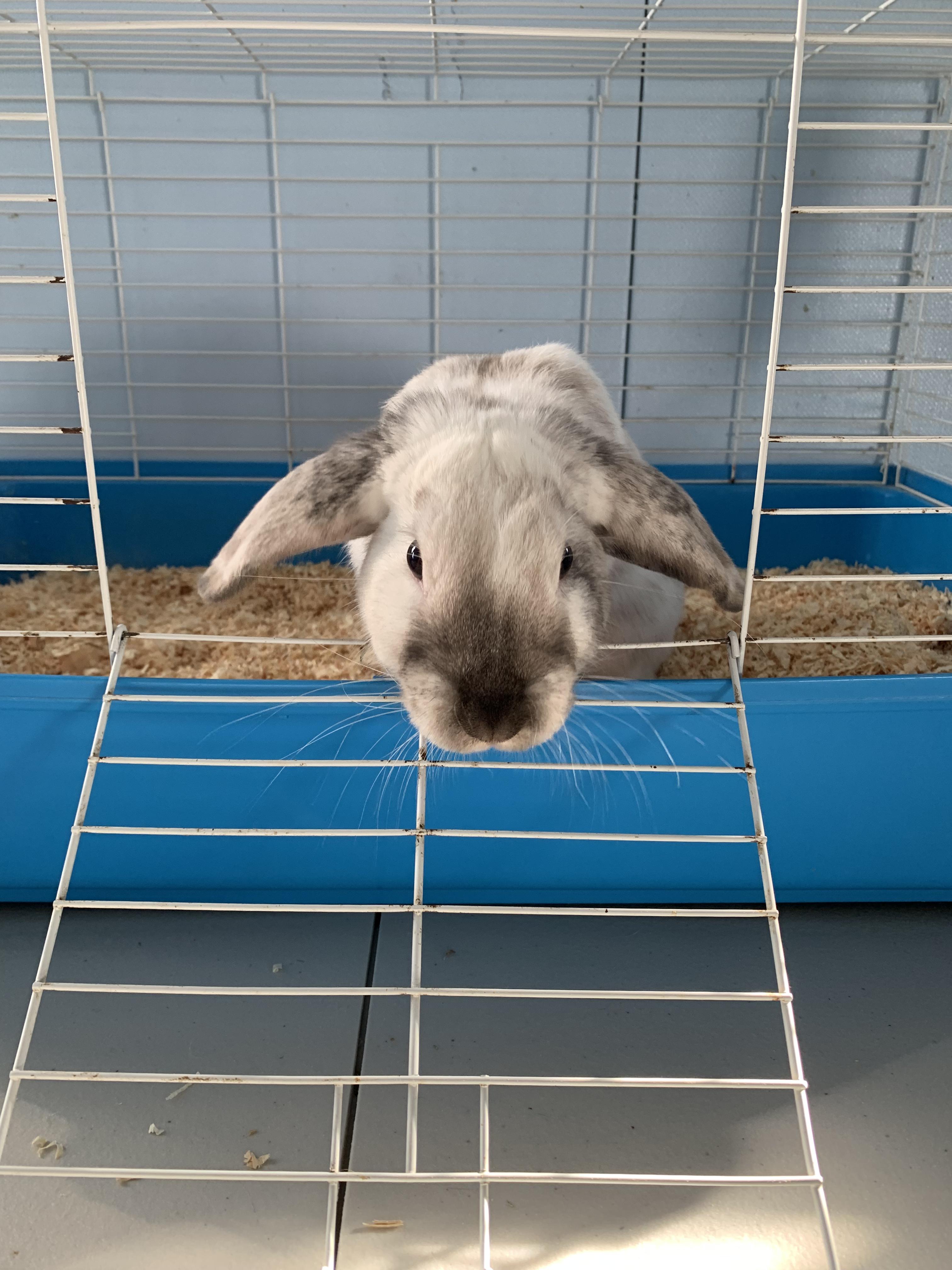 Enlarge Howie, a ADOPTABLE Bunny Rabbit in Grass Valley, CA image 1/6