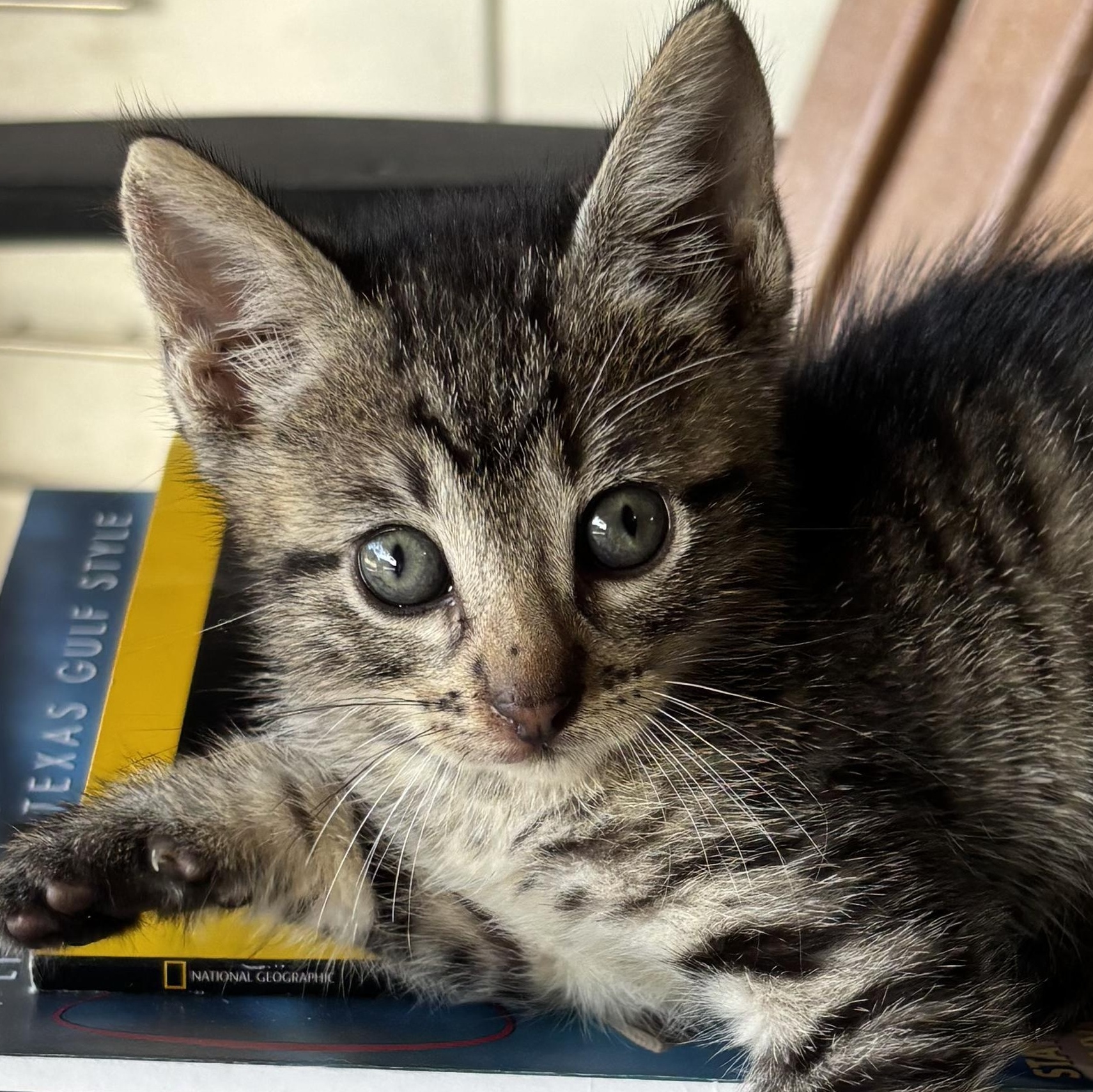 Scout, ADOPTABLE, Kitten Male Tabby & Domestic Short Hair.