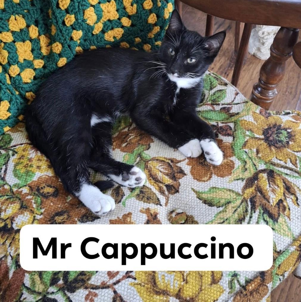 CAPPUCCINO