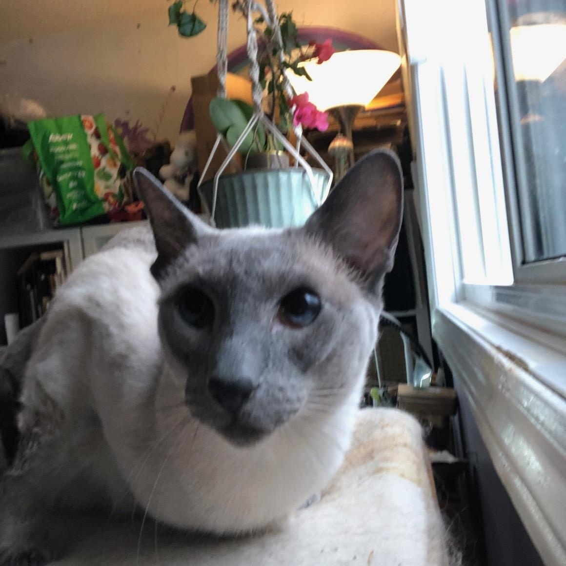 Shelley (w/Byron & Keats), an adopted Siamese in Caledon, ON image 3/3