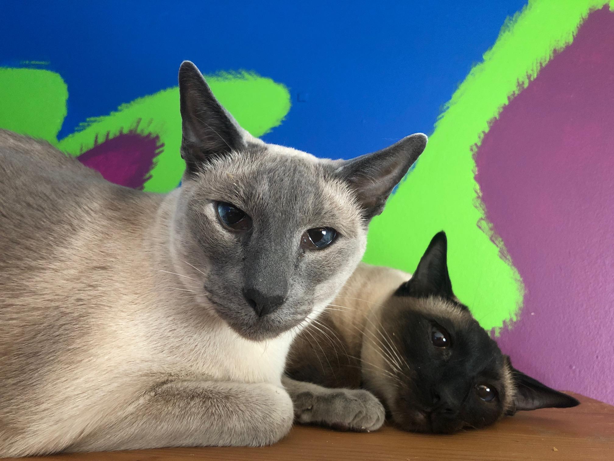 Shelley (w/Byron & Keats), adopted, Senior Male Siamese.