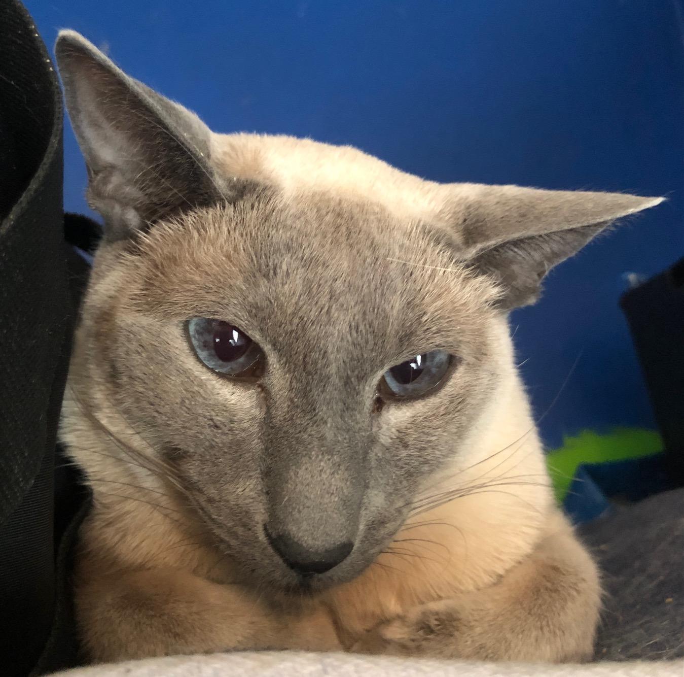 Shelley (w/Byron & Keats), an adopted Siamese in Caledon, ON image 2/3