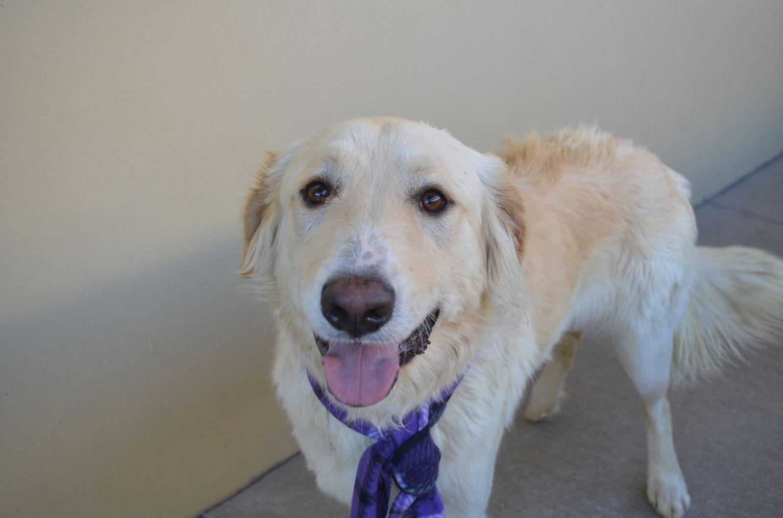 Enlarge Truffle, a Adoptable mixed breed in McKinney, TX image 1/3